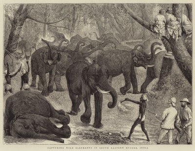Captura de elefantes salvajes en el sureste de Mysore, India de Alfred Chantrey Corbould